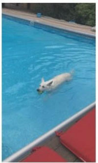 swimmerdog.jpg