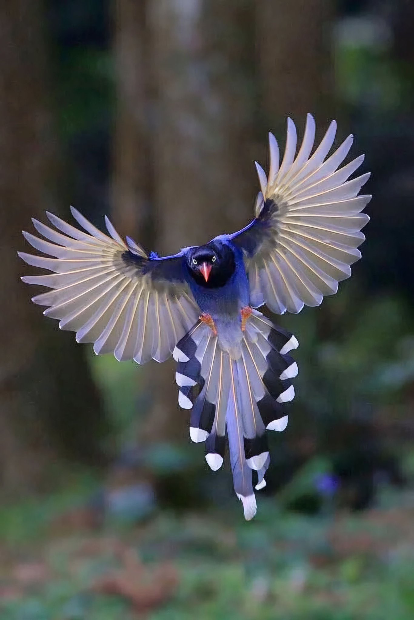 tawainesebluemagpie.jpg