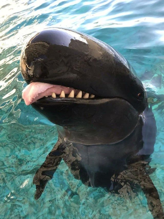 thefalsekillerwhale.jpg