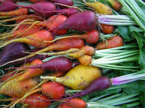 three-root-grex-Beets-1.jpg