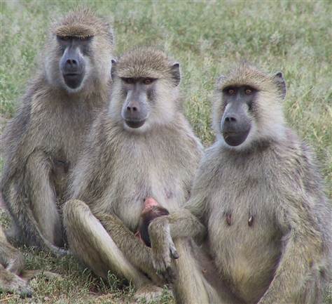 threebaboons.jpg