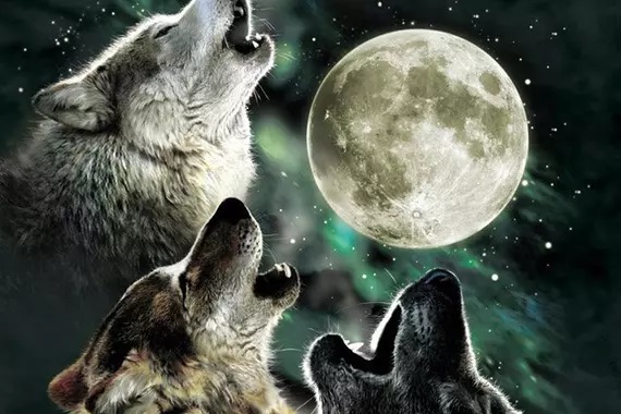 threewolfmoon.jpg