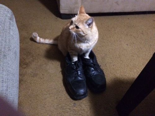 tigerbrianshoe.jpg