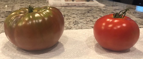 tomatcount.jpg