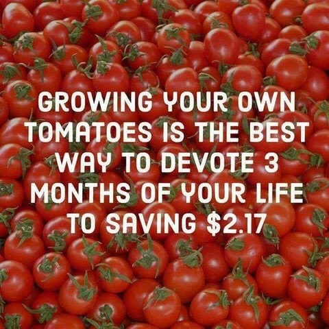 tomaterrs.jpg