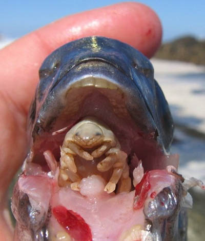 tongue-eating-parasite.jpg