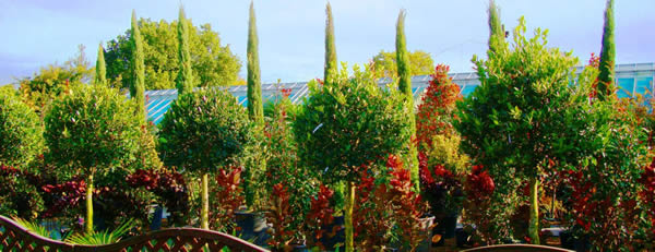 topiary.jpg