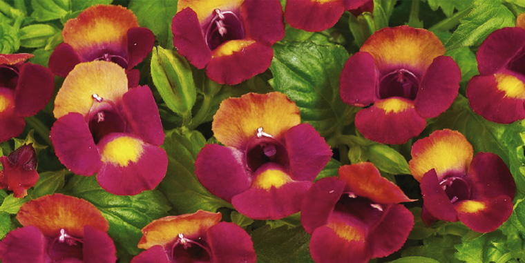 torenia2.JPG