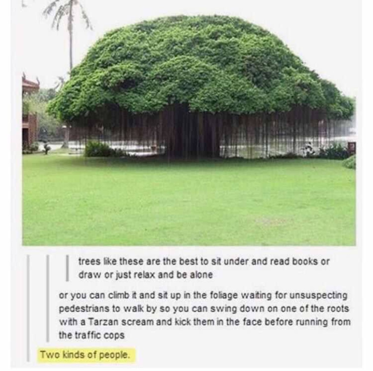 tree.jpg