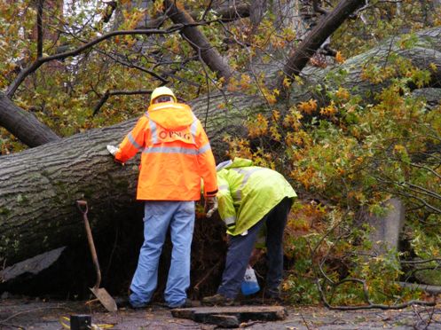 treedown.jpg