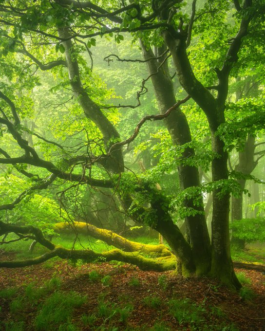 treeinspring.jpg