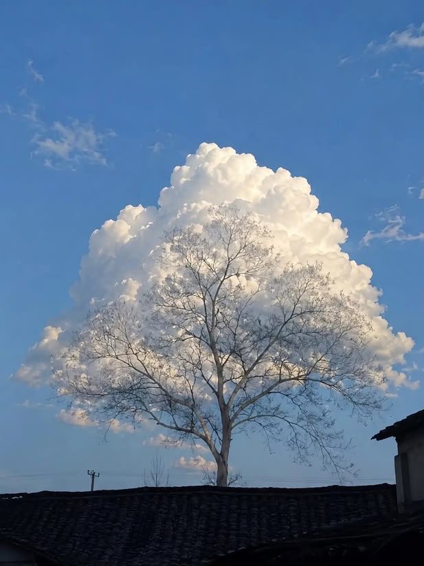 treeofclouds.jpg