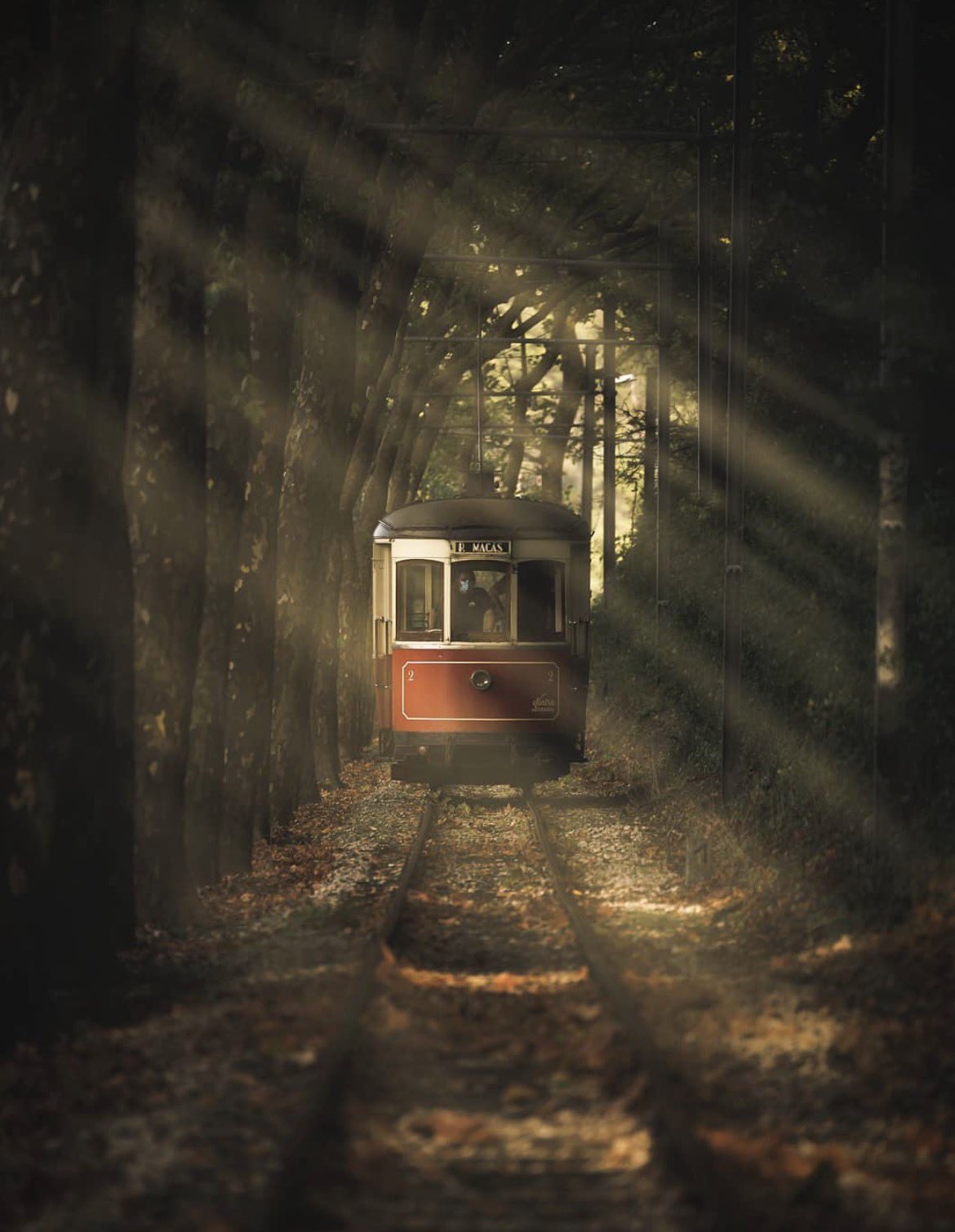 trolleythroughwoods.jpg