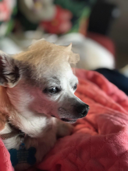 trumpdog.png