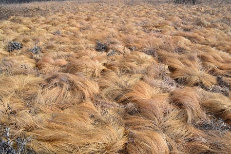 trumphair.jpg