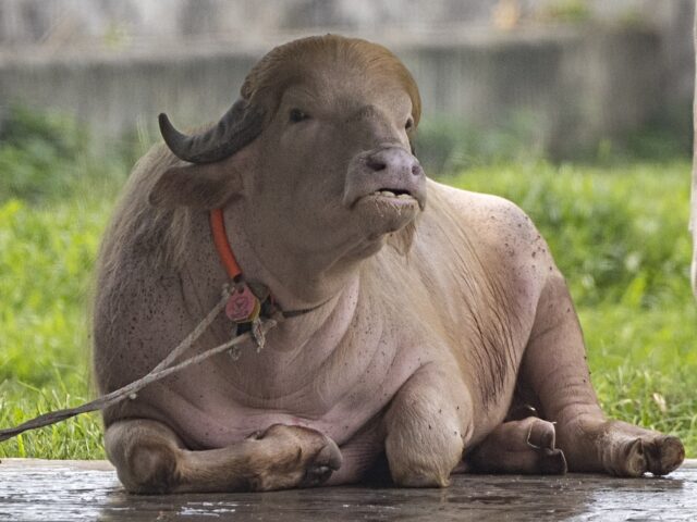 trumpthebuffalo.jpg
