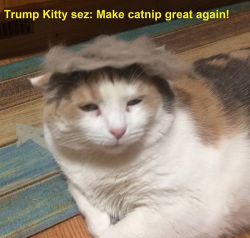 truummpkitteh.jpg