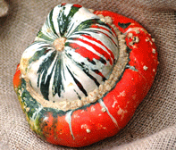 turban-squash-197.gif