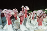 turkeys400px.jpg