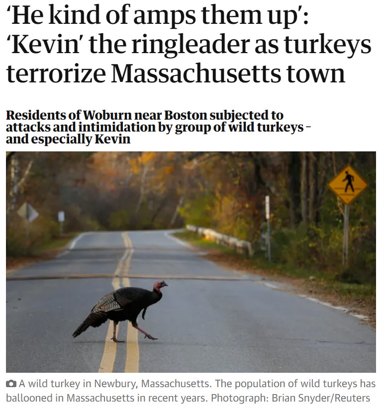 turkeyterror.jpg