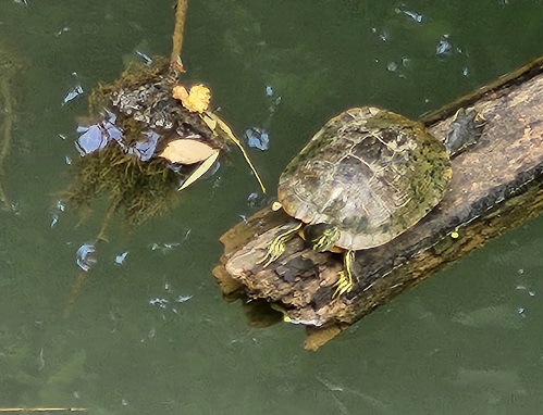 turtle0712.jpg