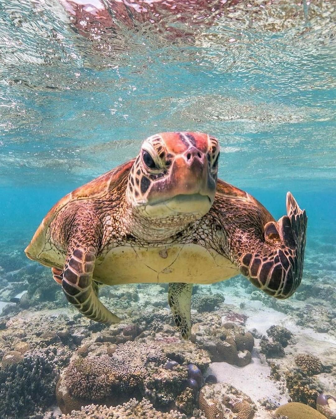 turtleflipsyouoff.jpg