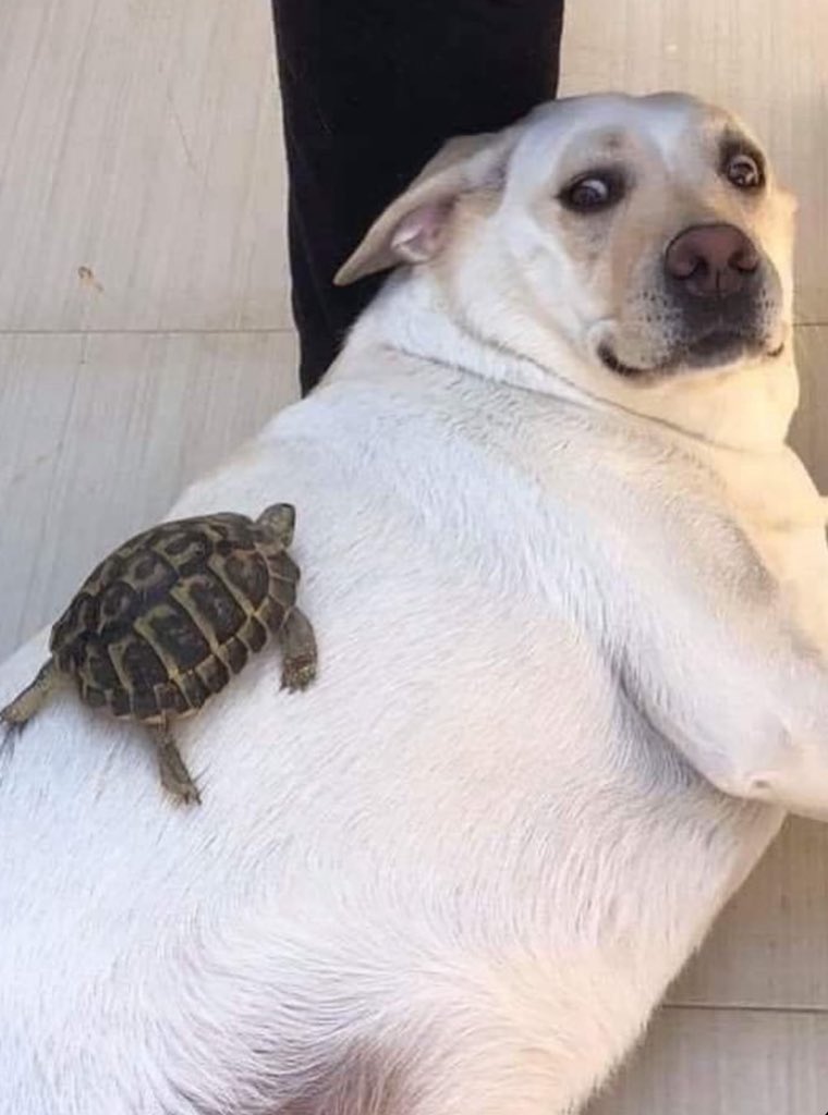 turtleonadog.jpg