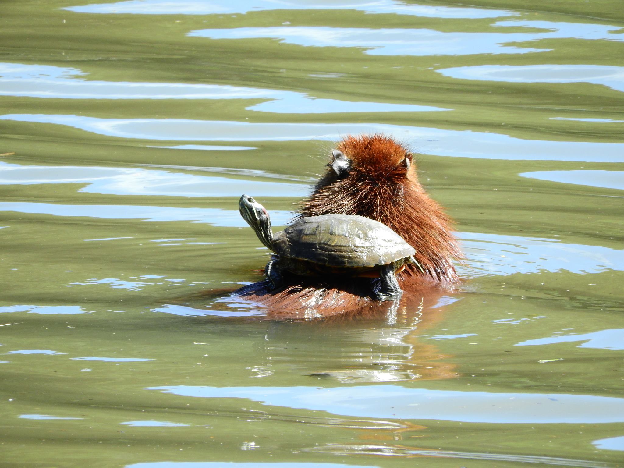 turtleridingacapybara.jpg