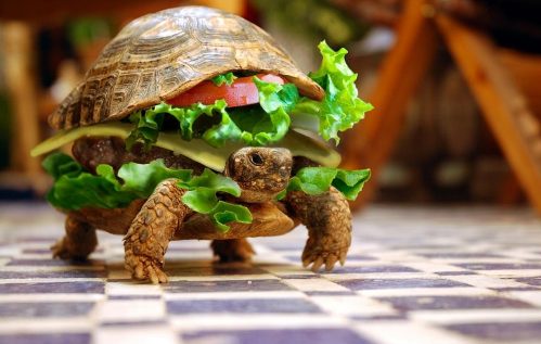 turtlesandwich.jpg