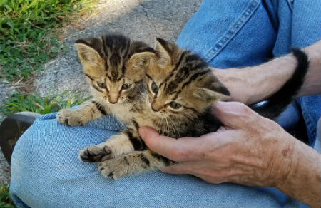 two-tiny-new-kittens.jpg