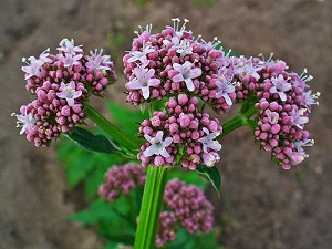 valerian-officinalis.jpg