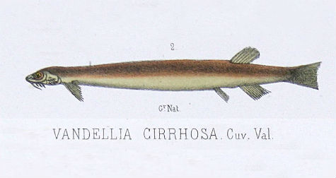 vandella-cirrhosa-candiru.jpg