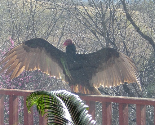 vultur3.jpg
