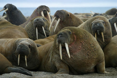 walruses.jpg