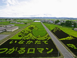 wave-rice-art.jpg