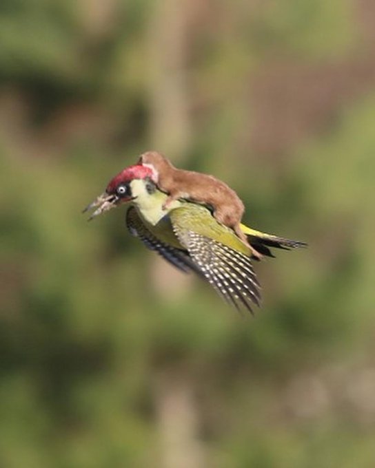 weaselonabird.jpg