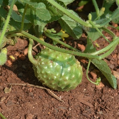 west-indian-gherkin-.jpg