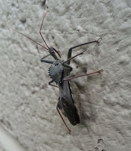 wheel-bug1.jpg