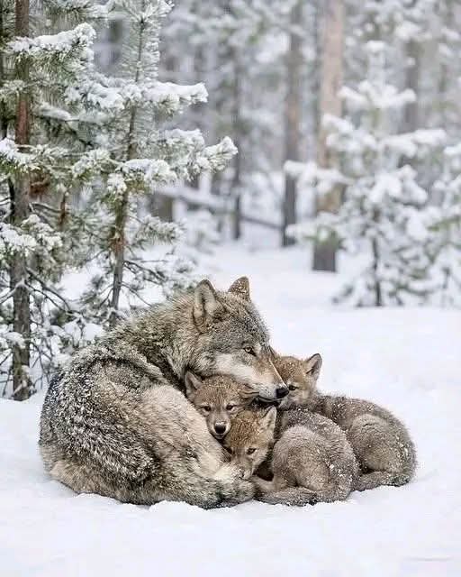 wolffamily.jpg