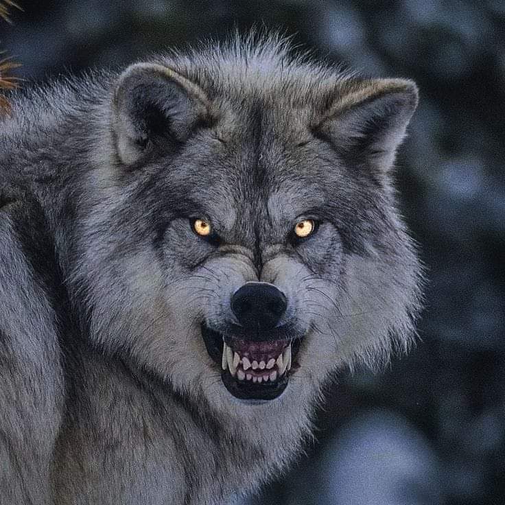 wolfsnarling.jpg