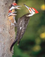 woodpecker.jpg