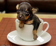 world_smallest_dog.jpg