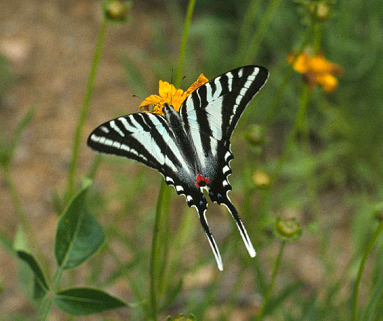 zebra-swallowtail-2.jpg