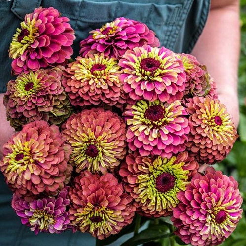 zinnia-queen-lime-red-ls.jpg