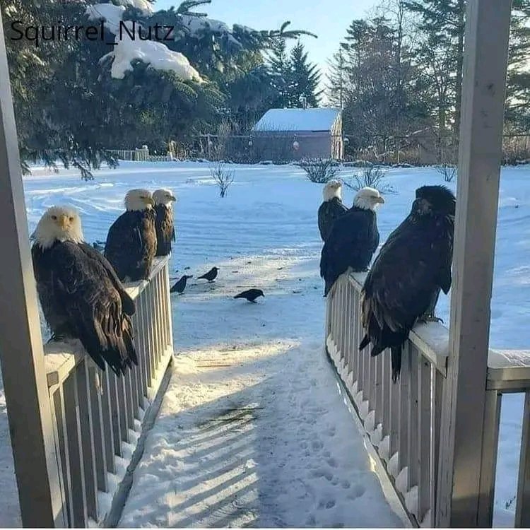 eaglesinalaska.jpg