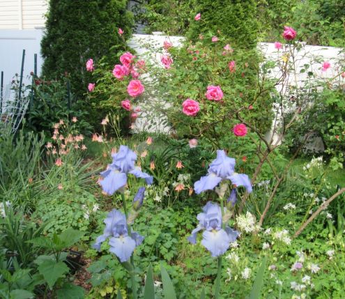 1-rose-peony2026.JPG