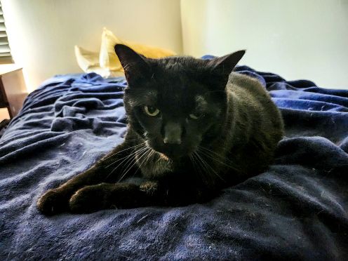 2-cat063026sm.jpg