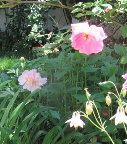 2-peony-raspberrysundae.JPG