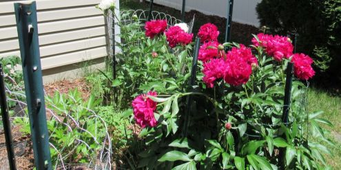 3-peony-bed.JPG