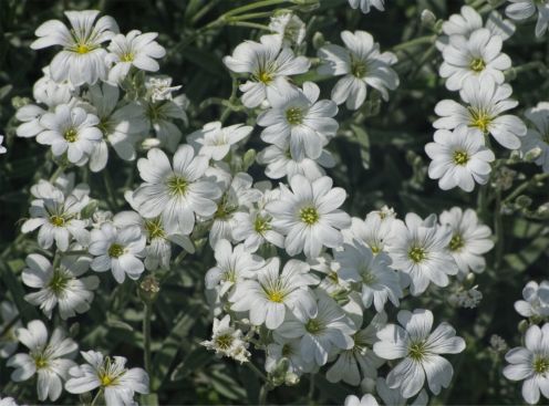 Cerastium-tomentosum-1200x889.jpg